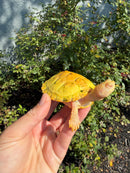 Albino Heiroglyphic River Cooter Turtle
