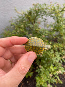 Pastel Clown Peacock Slider Baby 2026