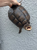 Florida Snapping Turtle Adult Female