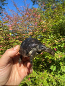 Aldabra Tortoise USA CB 2025