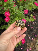 Sri Lankan Star Tortoise 2026