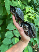 Black Marsh Turtle Adult Pair