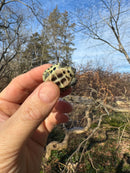 Pastel Reeves Turtle Baby 2025