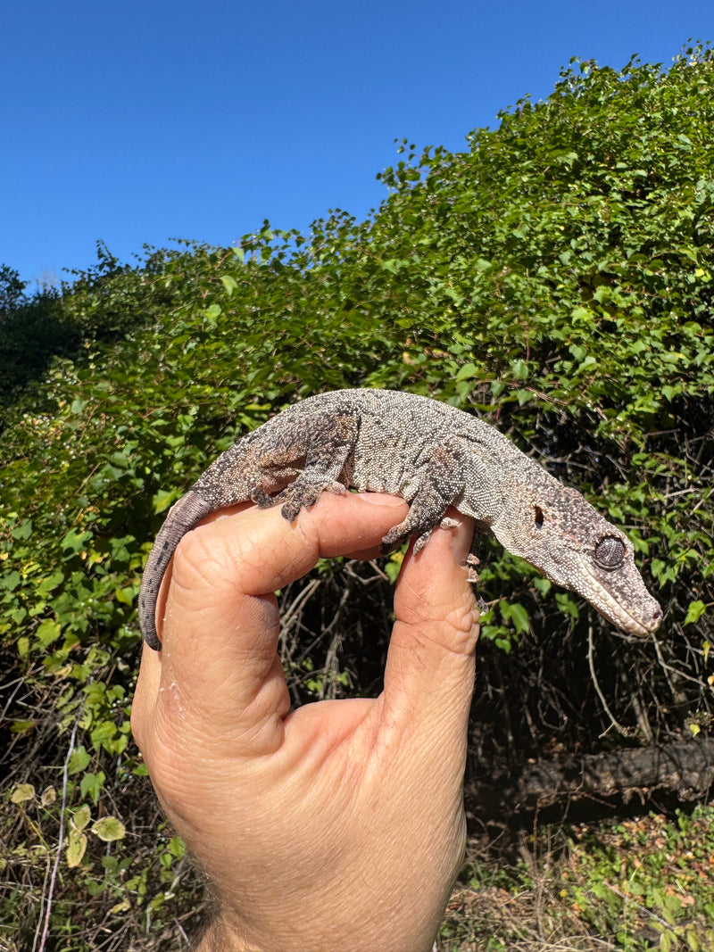 Gargoyle Gecko Adult Female