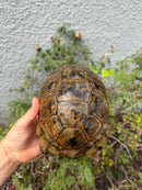 Mesopotamian Greek Tortoise Adult Female