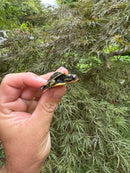 HI YELLOW Florida Box Turtle Baby 2024