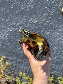 Reeves Turtles Adult Female