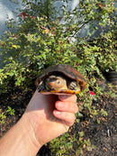 Red Cheeked Mud Turtle Adult Trio