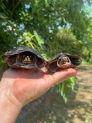 Black Marsh Turtle Adult Pair