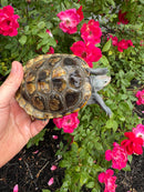 Adult Northern Diamondback Terrapin Male