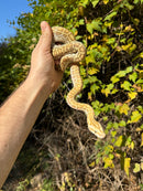 Hypo Burmese Python Female