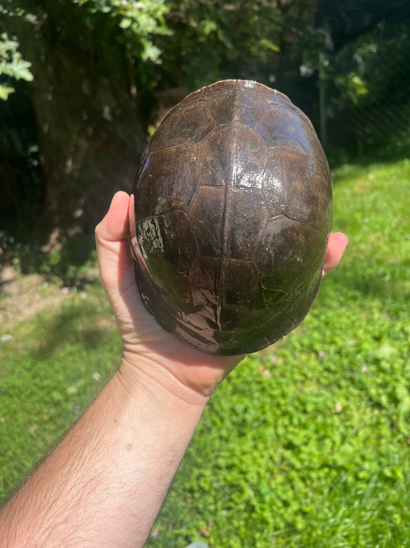 Sumatran Asian Box Turtle Adult Trio (Cuora amboinesis kamaroma)