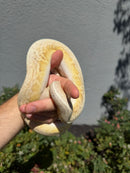 Banana Ball Python Mixed Morph Male