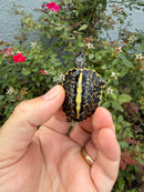 HI YELLOW Florida Box Turtle