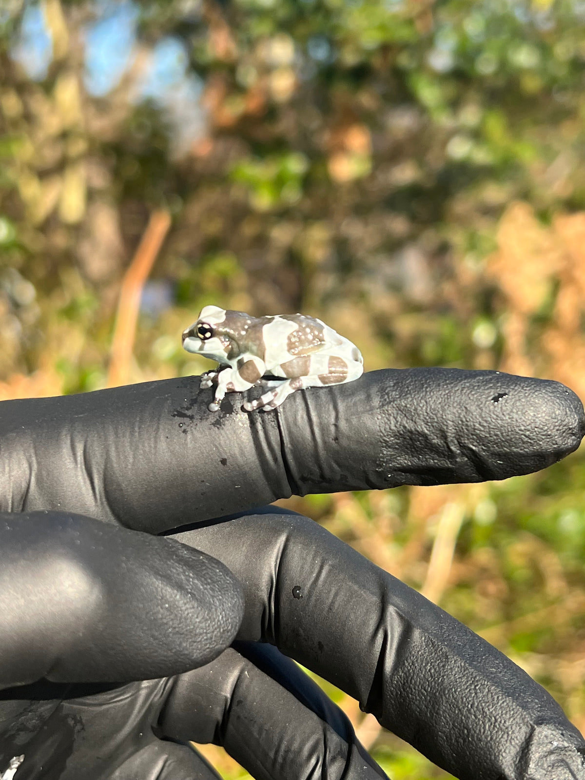 Amazon Milk Frogs For Sale | American Reptile Distributors