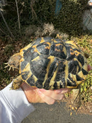 Western Hermann's Tortoise Adult Female