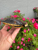 Twist-necked Turtle LTC Female