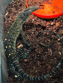 Sorong Crocodile Monitor Captive Hatched Female (Varanus salvadorii)