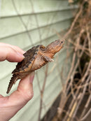Hypomelanistic Common Snapping Turtle (Nip Tail)  (Chelydra serpentina)