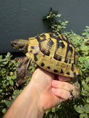 Eastern Hermann's Tortoise Adult Male