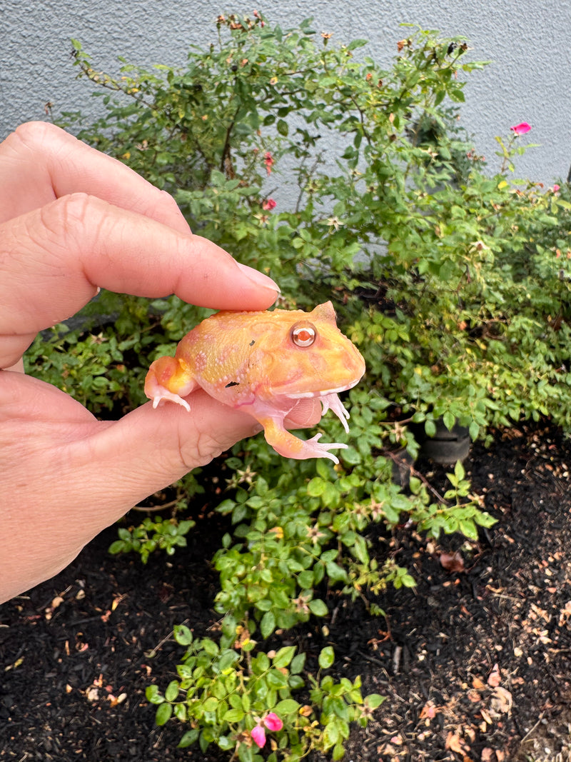 Mutan Pacman Frogs For Sale | American Reptile Distributors