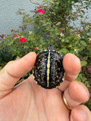 HI YELLOW Florida Box Turtle