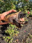 Mexican Giant Musk Adult Female