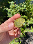 Mitch Clown Red Eared Slider Turtle