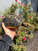 Red Foot Tortoise Adult Female