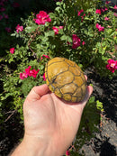 Yellow Mud Turtle Adult Female