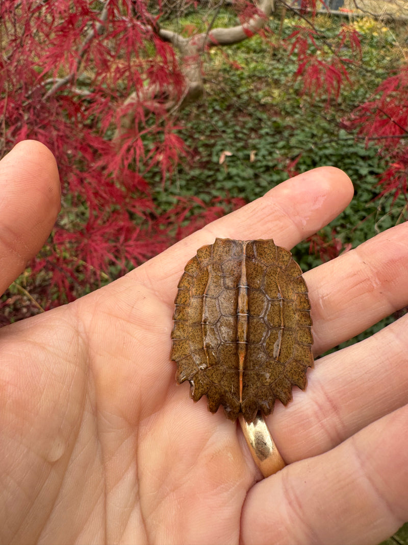 Hi Orange Vietnamese Black Breasted Leaf Turtle Baby 2025