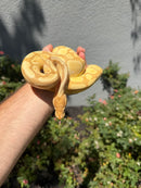 Banana Ball Python Mixed Morph Female