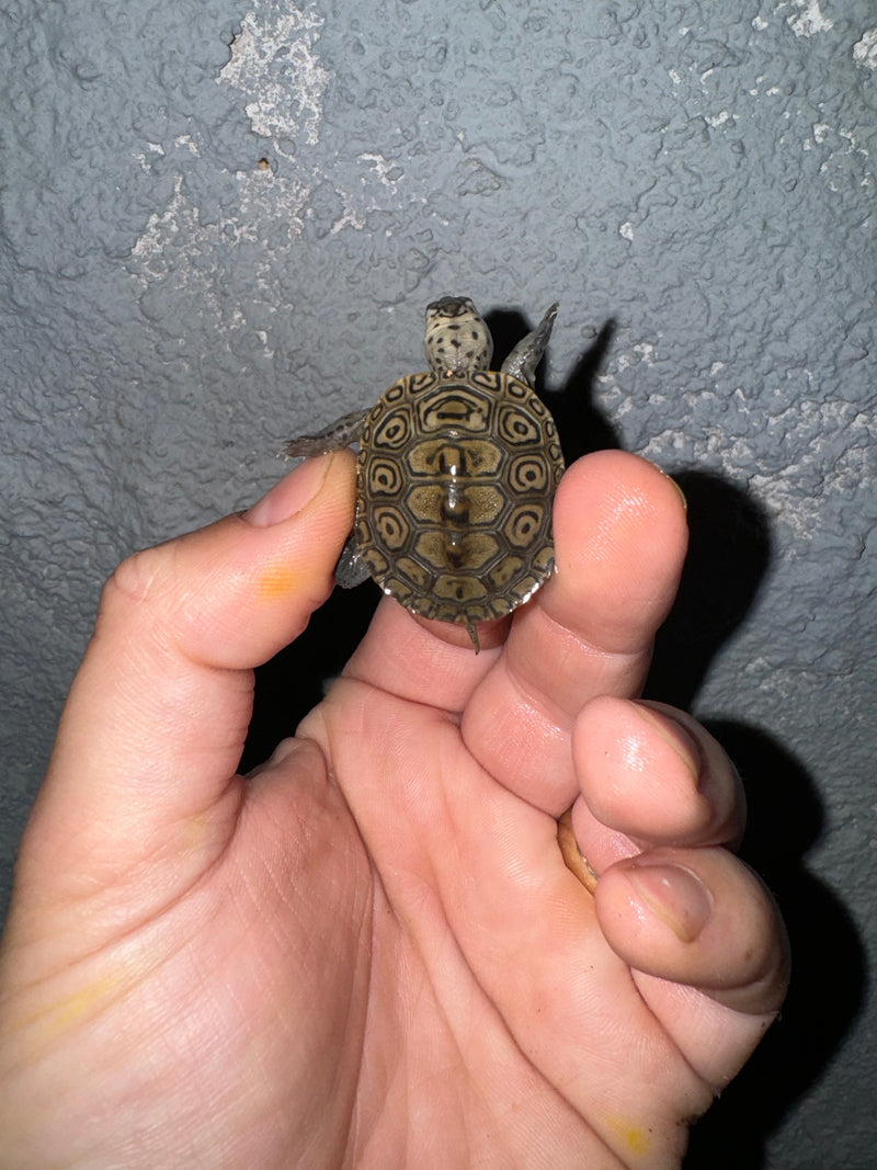 Hi White Concentric Diamondback Terrapin 2024