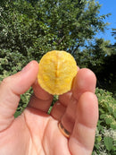Albino Yellow Bellied Slider Turtle Female
