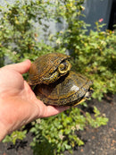 Sicilian Pond Turtle Adult Pair