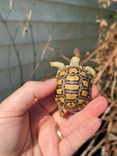 Leopard Tortoise 2024