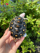 Ornate Diamondback Terrapin Female