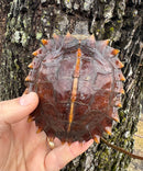 Spiny Hill Turtle CB 2024