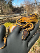 Fire Low White Pied Ball Python Female