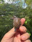 Hi Color Orange Baby Eastern Box Turtle