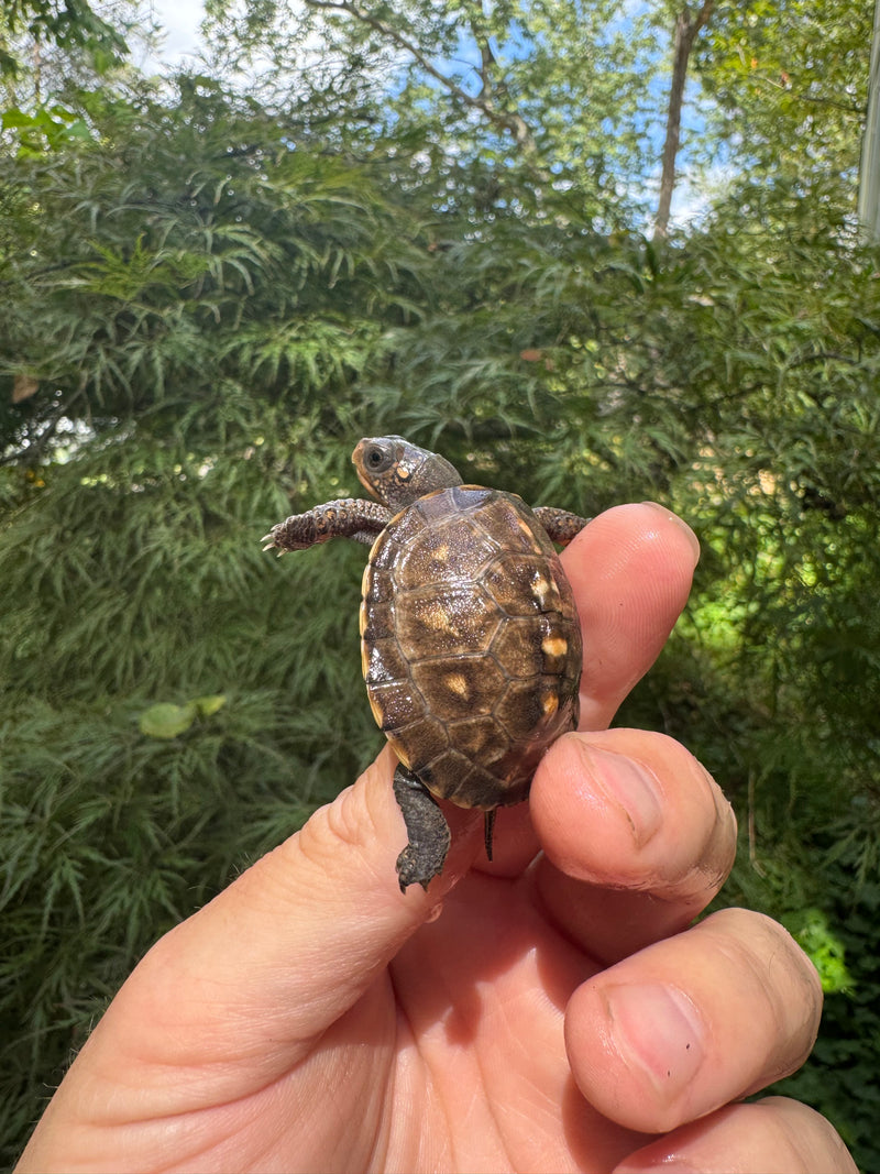 Hi Color Orange Baby Eastern Box Turtle