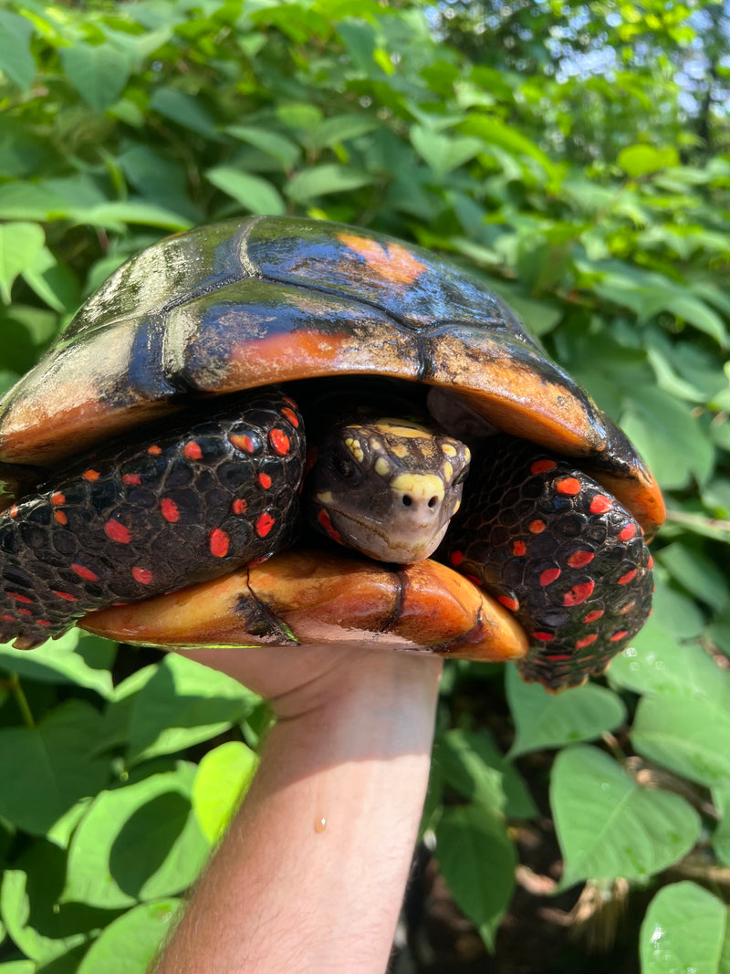 Suriname Red Foot Tortoise Adult Male