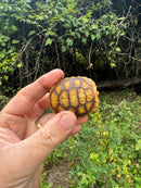 Hypo Cherrybomb Red Foot Tortoise Baby 2025