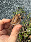 Southern Keeled Box Turtle Baby