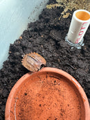 Hi Orange Vietnamese Black Breasted Leaf Turtle Baby 2025