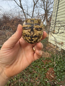 Leopard Tortoise 2025