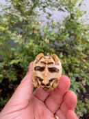 Sri Lankan Star Tortoise 2026