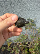 West Coast Pond Turtle Baby