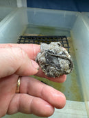 Cinnamon Snapping Turtle