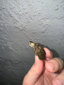 Hi White Concentric Diamondback Terrapin 2024